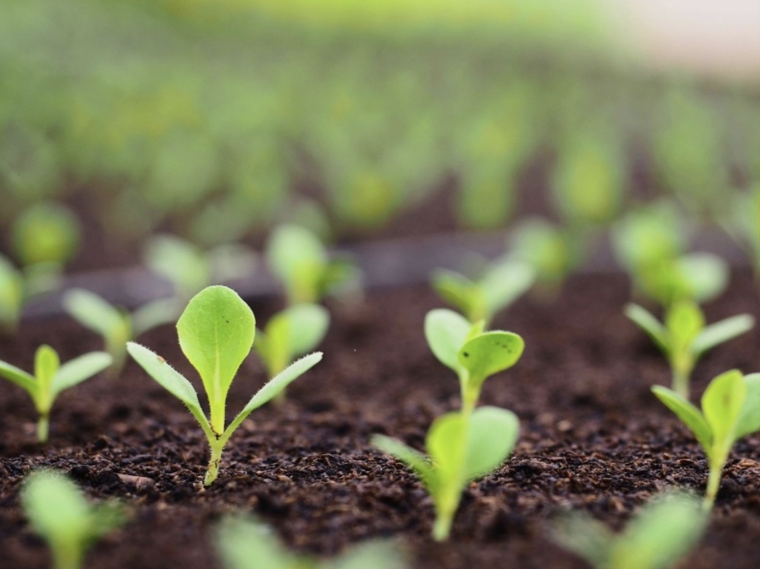 KWS не повышала цены на семена более чем вдвое. Цены увеличились только на 24%