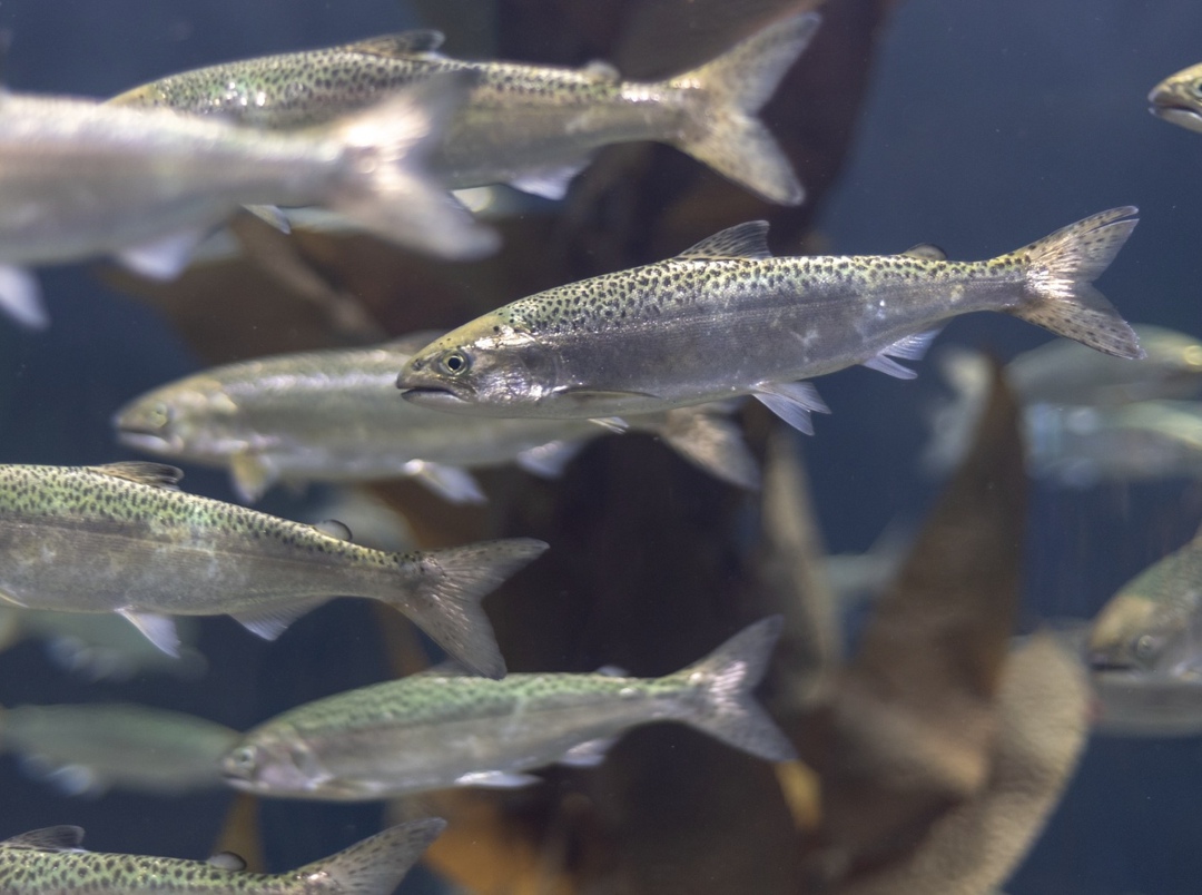 Пока уровень потребления рыбы и морепродуктов в структуре питания граждан отстает от нормы, рекомендованной Минздравом. Об этом в ходе совещания с членами…