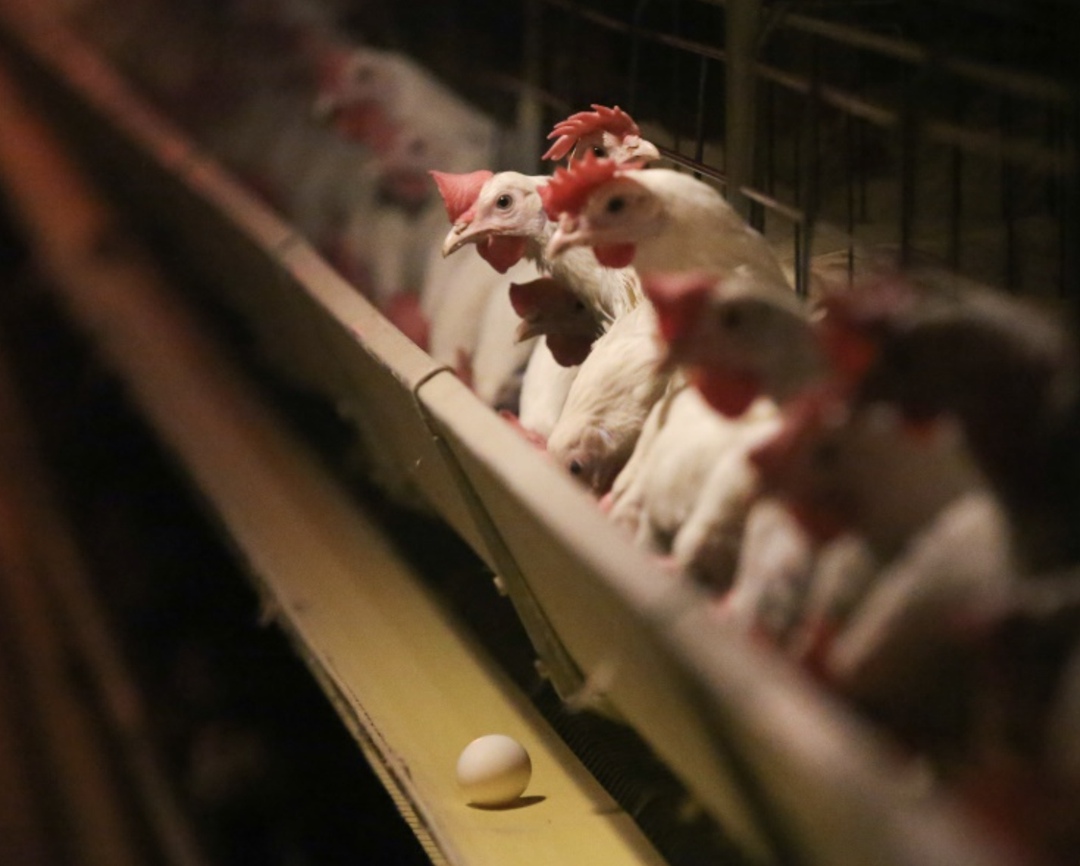 За первые девять месяцев этого года производство сельхозпродукции во всех хозяйствах увеличилось на 2%, до 8,24 трлн руб. в действующих ценах, следует из…