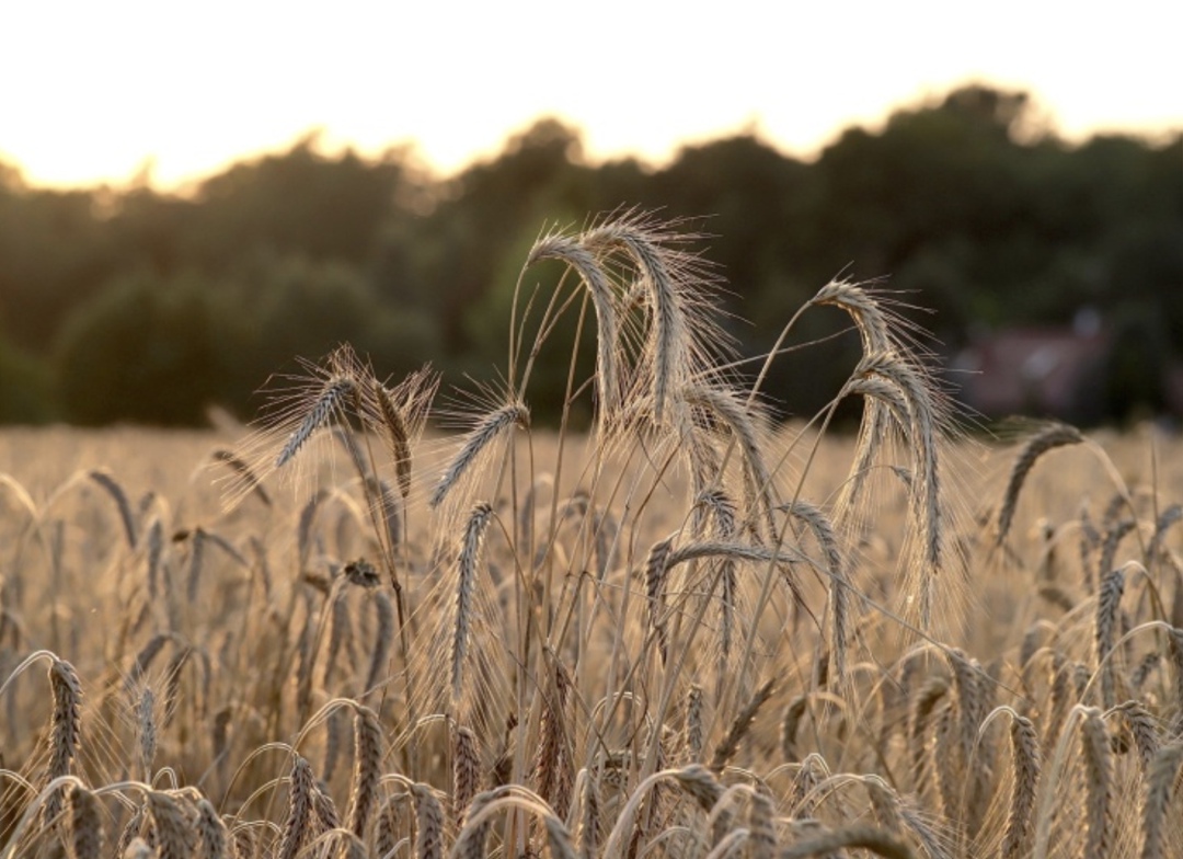 Инвестиции, передовые технологии и новые рынки. Перспективы агропрома России. Мнение главы инвестиционно-промышленной группы «Стилобат» Льва Мазараки.
