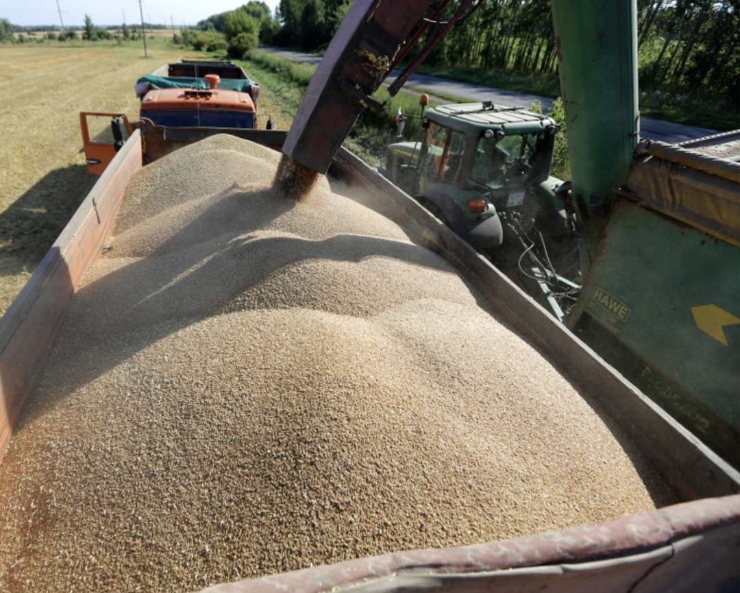 Минсельхоз хочет усилить контроль качества зерна и продуктов его переработки. Ведомство предлагает возобновить плановые проверки зернохранилищ мощностью до 50…