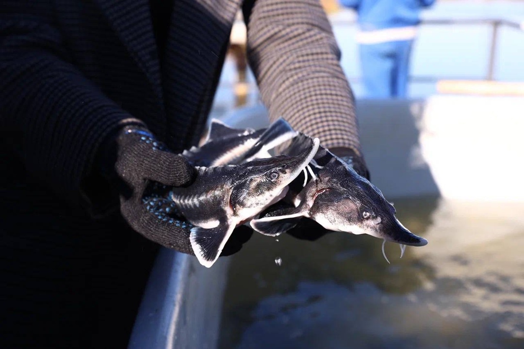 Волга встречает великанов При поддержке ЛУКОЙЛа в Астраханской области выпустили мальков краснокнижной белуги — самой большой пресноводной рыбы.