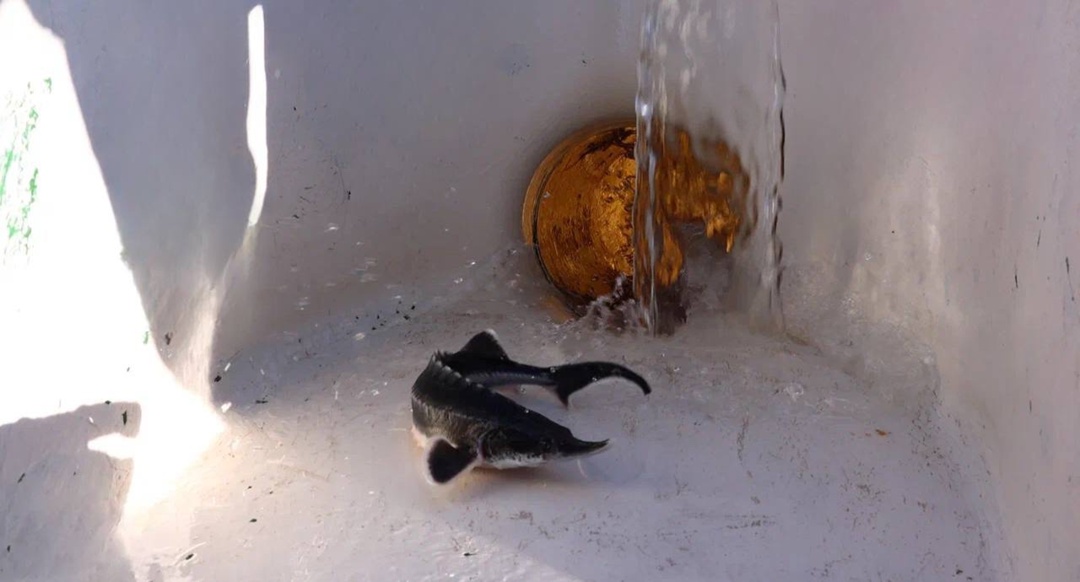 Волга встречает великанов При поддержке ЛУКОЙЛа в Астраханской области выпустили мальков краснокнижной белуги — самой большой пресноводной рыбы.