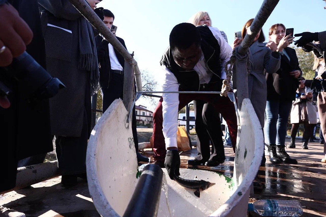 Волга встречает великанов При поддержке ЛУКОЙЛа в Астраханской области выпустили мальков краснокнижной белуги — самой большой пресноводной рыбы.