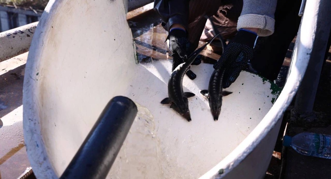 Волга встречает великанов При поддержке ЛУКОЙЛа в Астраханской области выпустили мальков краснокнижной белуги — самой большой пресноводной рыбы.