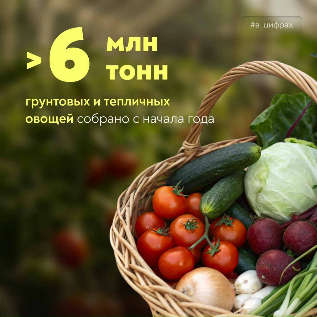 Свежие новости с грядок Российские аграрии собрали уже >6,1 млн тонн овощей – больше, чем за тот же период в прошлом году.