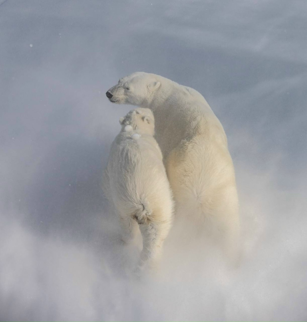 Арктика, наука и будущее океанов При поддержке «Роснефти» в Москве прошла XIV Международная конференция MARESEDU-2025, собравшая более 1200 учёных и экспертов.