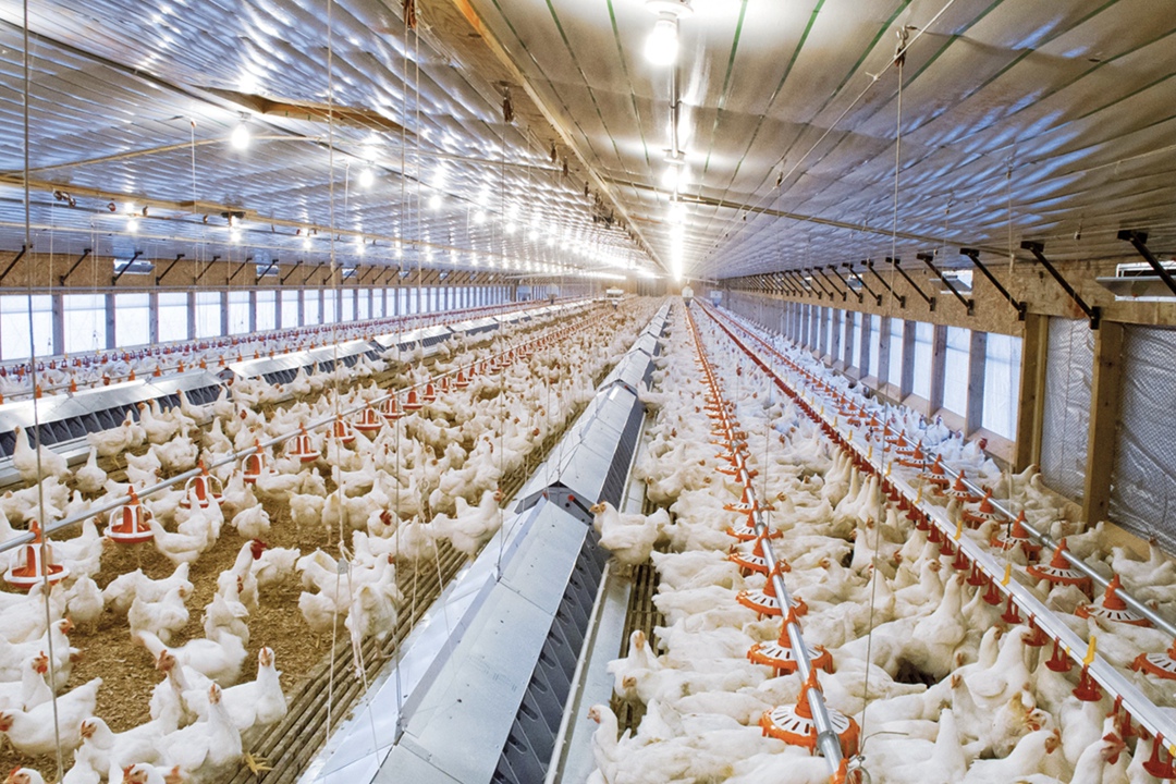 «Буйнакский птицепром» (Дагестан) реализует проект по восстановлению и модернизации птицефабрики «Карантайская», инвестиции составят около 945 млн руб., пишет…