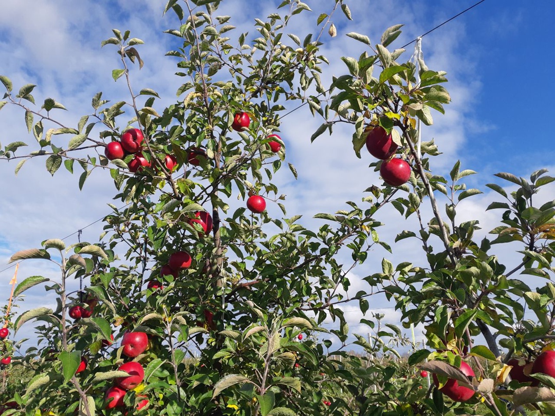 Недавно «Агроинвестор» принял участие в сборе урожая яблок компании «Брянский сад». В этом году она рассчитывает выполнить план и выйти на показатель в 4 тыс. т