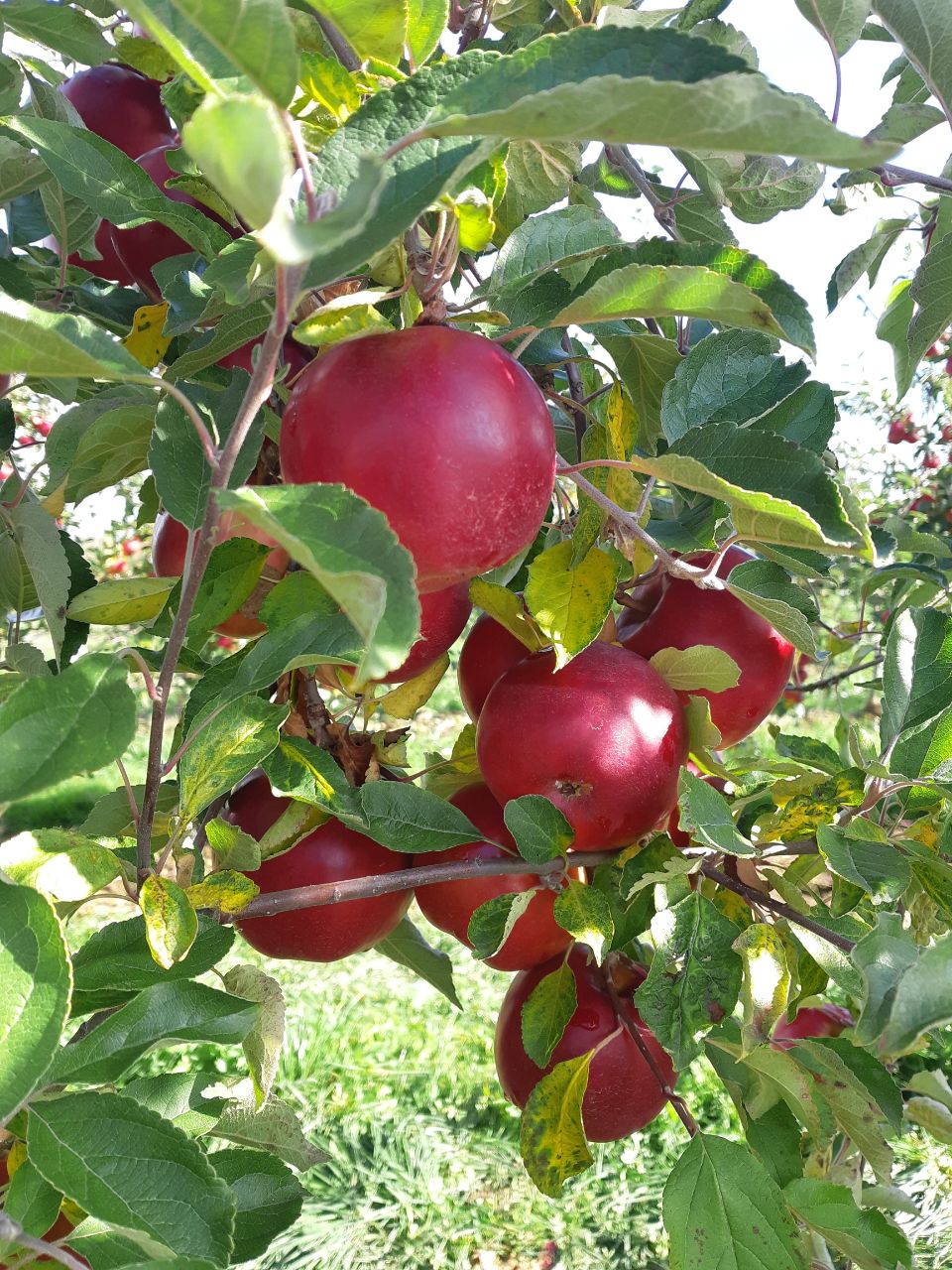 Недавно «Агроинвестор» принял участие в сборе урожая яблок компании «Брянский сад». В этом году она рассчитывает выполнить план и выйти на показатель в 4 тыс. т