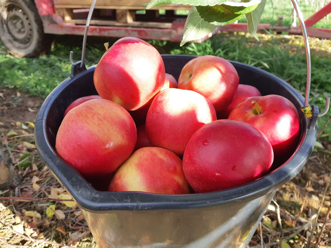 Недавно «Агроинвестор» принял участие в сборе урожая яблок компании «Брянский сад». В этом году она рассчитывает выполнить план и выйти на показатель в 4 тыс. т