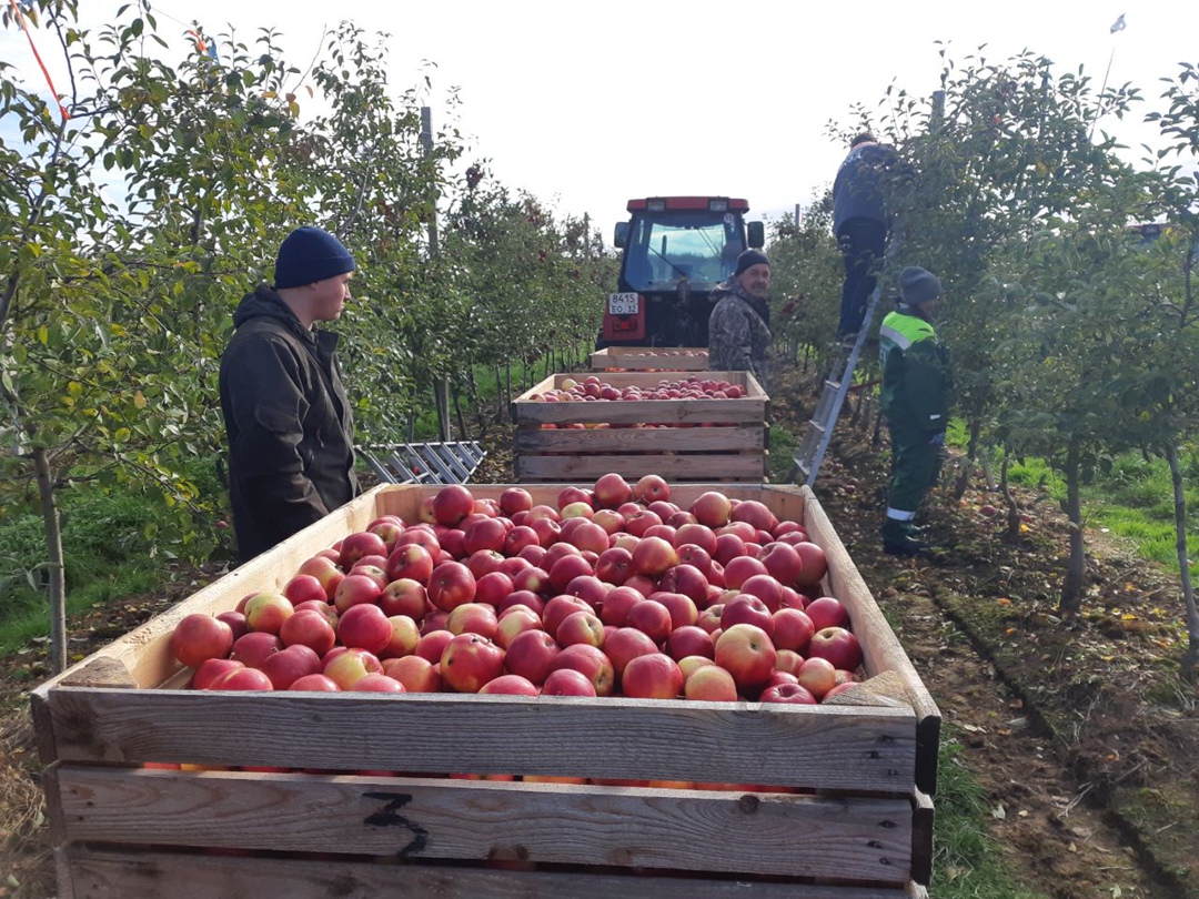 Недавно «Агроинвестор» принял участие в сборе урожая яблок компании «Брянский сад». В этом году она рассчитывает выполнить план и выйти на показатель в 4 тыс. т