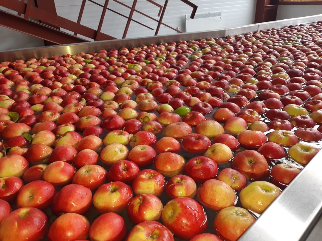 Недавно «Агроинвестор» принял участие в сборе урожая яблок компании «Брянский сад». В этом году она рассчитывает выполнить план и выйти на показатель в 4 тыс. т