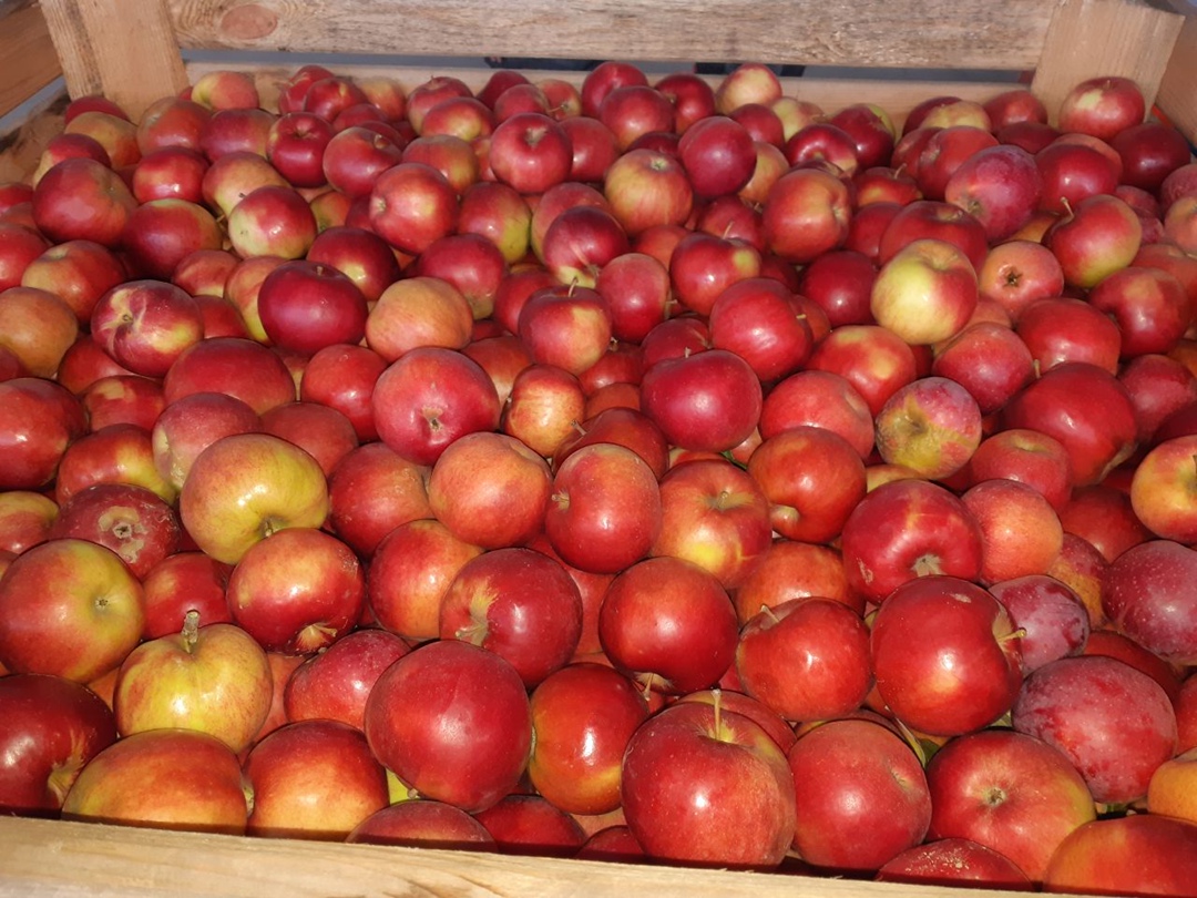 Недавно «Агроинвестор» принял участие в сборе урожая яблок компании «Брянский сад». В этом году она рассчитывает выполнить план и выйти на показатель в 4 тыс. т