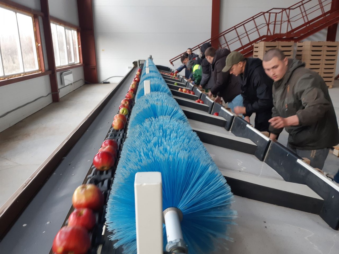 Недавно «Агроинвестор» принял участие в сборе урожая яблок компании «Брянский сад». В этом году она рассчитывает выполнить план и выйти на показатель в 4 тыс. т