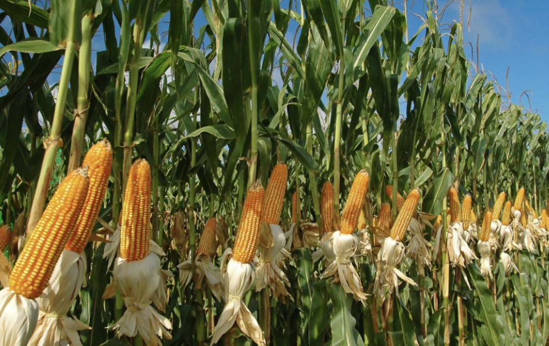 «Мираторг» сообщил об увеличении урожая в Белгородской области на 65%. Наибольший прирост показала кукуруза на зерно: по сравнению с результатами 2024 года ее…