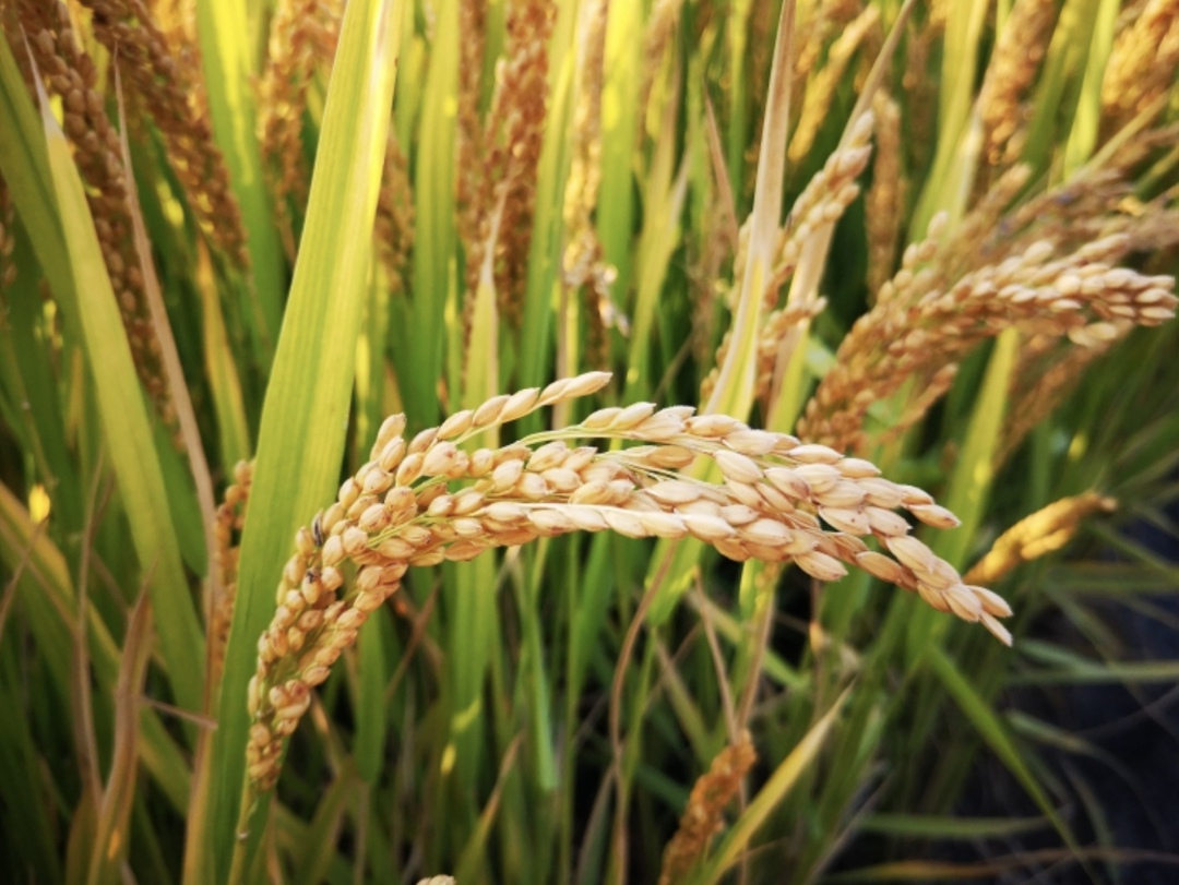 Из-за неблагоприятных погодных условий уборочная кампания по рису складывается очень напряженно, рассказал «Агроинвестору» ведущий специалист-аналитик…