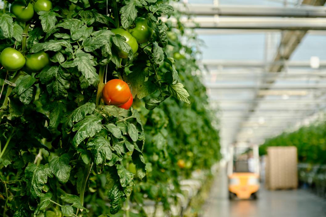 К началу ноября в организованном секторе собрано свыше 6,1 млн т овощей открытого и закрытого грунта, что больше показателя на аналогичную дату прошлого года,…