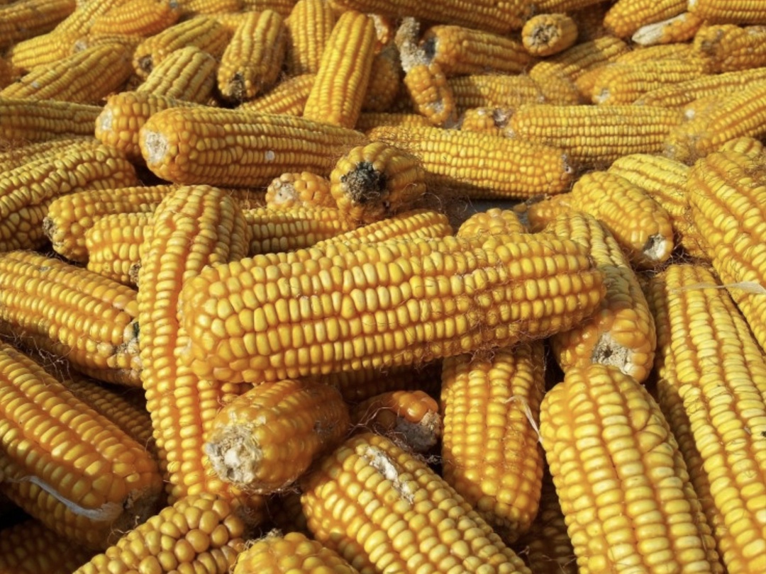 Объем квоты на экспорт зерна из России в 2026 году (будет действовать с 15 февраля по 30 июня) может составить 20 млн т, следует из проекта протокола заседания…