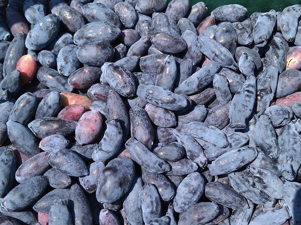 Ученые Высшей инженерной школы агробиотехнологий (ВИША) и Биологического института Томского государственного университета (БИ ТГУ) в сотрудничестве с…