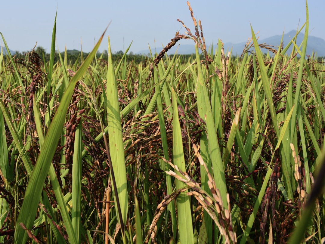 В следующем году правительство может разрешить экспорт риса-сырца, следует из проекта протокола заседания подкомиссии по таможенно-тарифному и нетарифному…