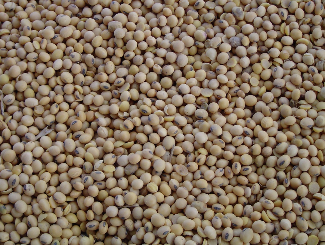 Группа «Содружество» — крупнейший переработчик сои в России — впервые продала соевый шрот, произведенный из российских бобов, с отправкой из Калининграда в…