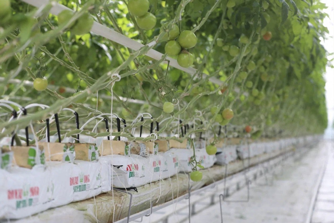 В Ингушетии завершается строительство тепличного комплекса «Сунжа» площадью 22 га и мощностью свыше 15 тыс. т овощей в год. Ввод в эксплуатацию намечен на…