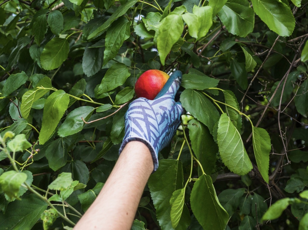 «Брянский сад» (входит в ГК МБК) планирует заняться переработкой яблок и рассматривает возможность производства пюре, желе, варенья и чипсов
