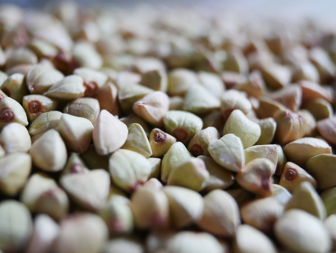 В этом году урожай гречихи составит 888 тыс. т в чистом весе, что на 26,5% меньше, чем в 2024-м. Такой прогноз «Агроинвестору» озвучил гендиректор…