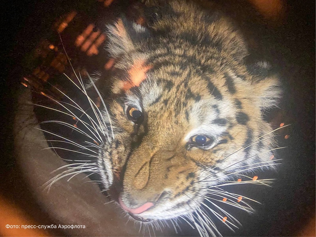 Два спасенных амурских тигра обрели новый дом