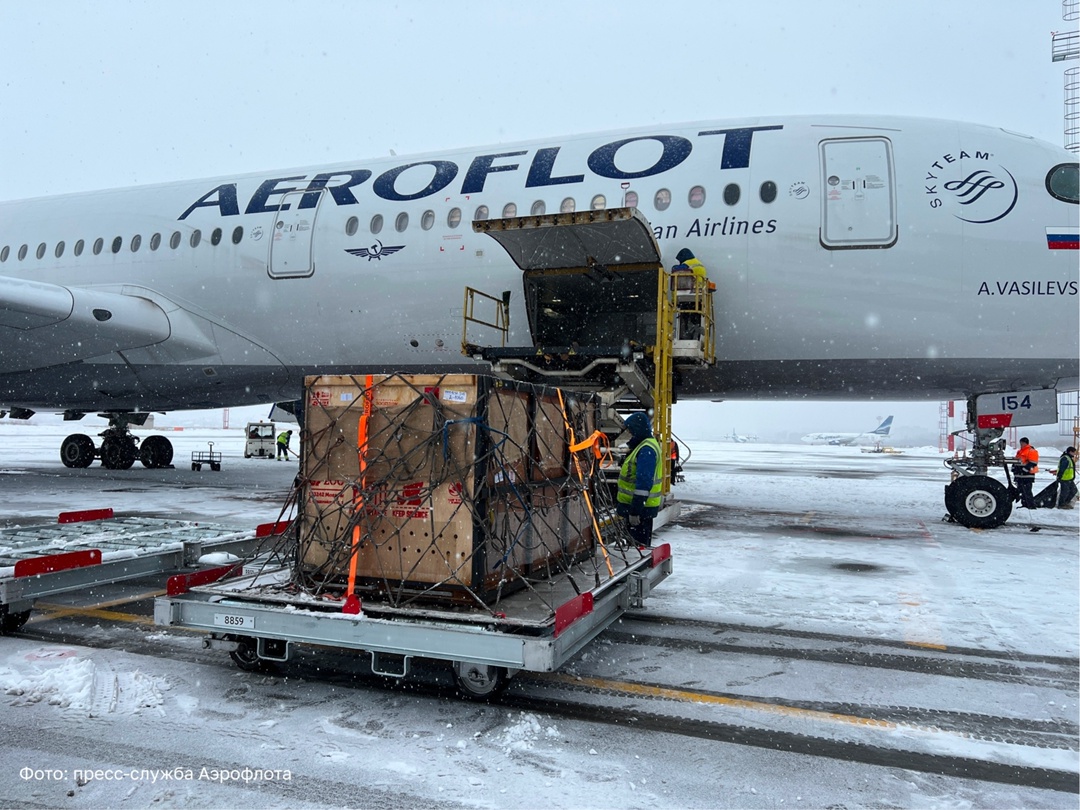 Два спасенных амурских тигра обрели новый дом