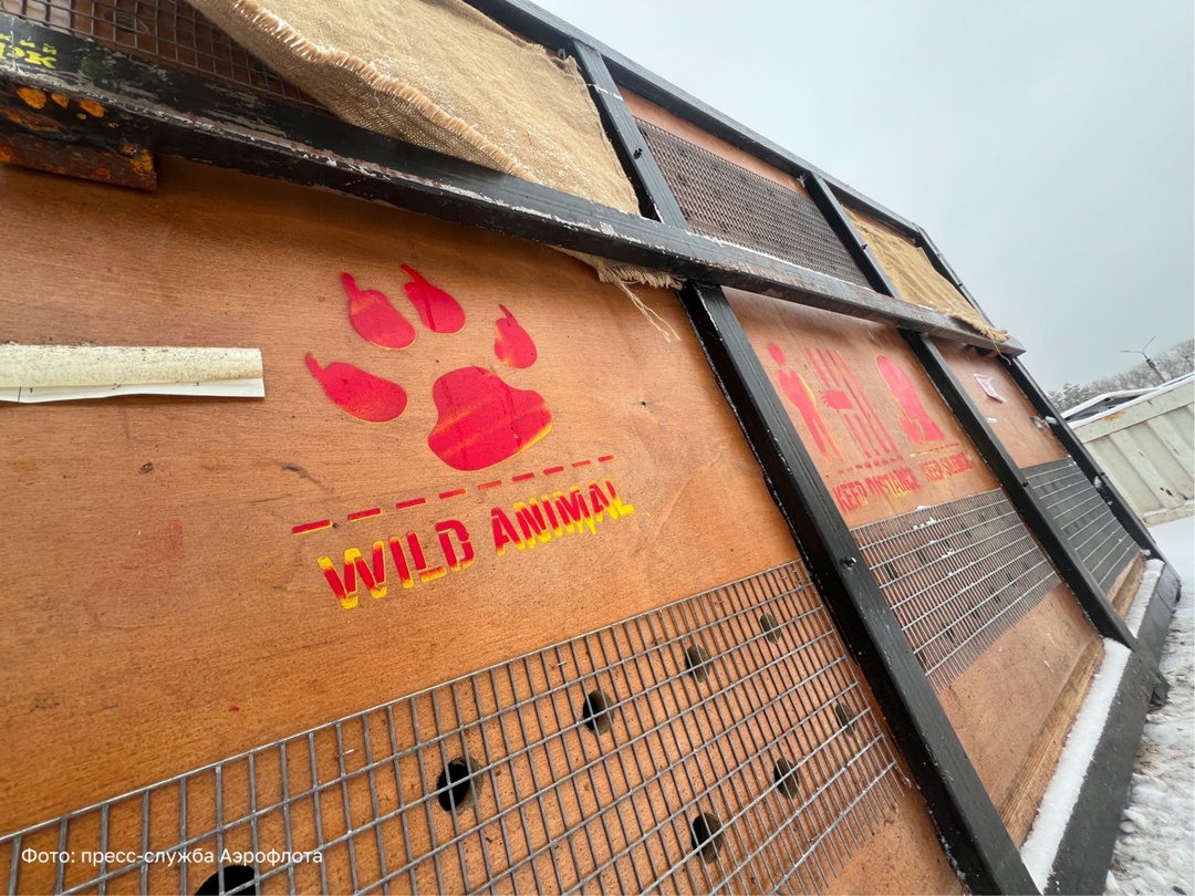 Два спасенных амурских тигра обрели новый дом