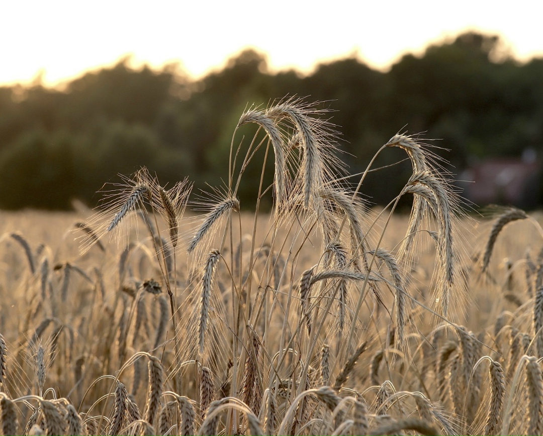 Федеральный центр «Агроэкспорт» отметил увеличение поставок ячменя из России по ряду направлений, наиболее заметно выросли отгрузки в страны Ближнего Востока и…