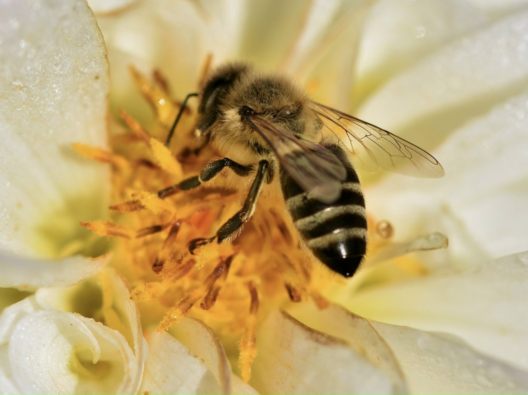 Товарный знак Агентства по развитию пчеловодства Приморья регистрируют в Китае. Это позволит пресечь подделку экологически чистого приморского меда.