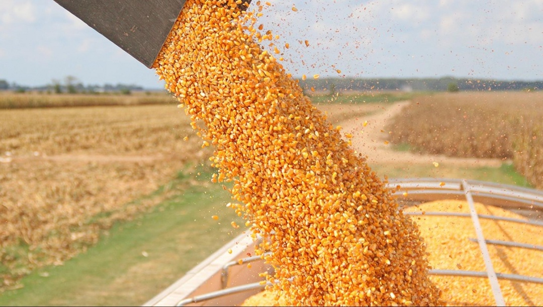 Осадки продолжают задерживать уборку кукурузы в Центре России и Поволжье, часть урожая будет убрана зимой или весной