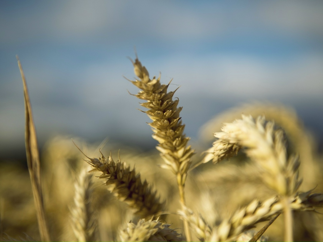 Средние цены на российскую пшеницу с протеином 12,5% в Европейской части России на прошлой неделе опустились на 150 руб., до 13,7 тыс. руб./т, сообщил…