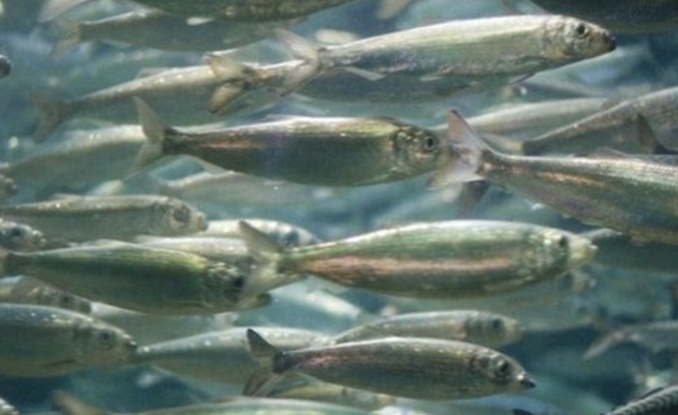 Средняя стоимость атлантической сельди на северо-западе за неделю к 10 ноября уменьшилась на 12,1%, до 138 руб./кг. На Дальнем Востоке она подешевела на 4,2%,…