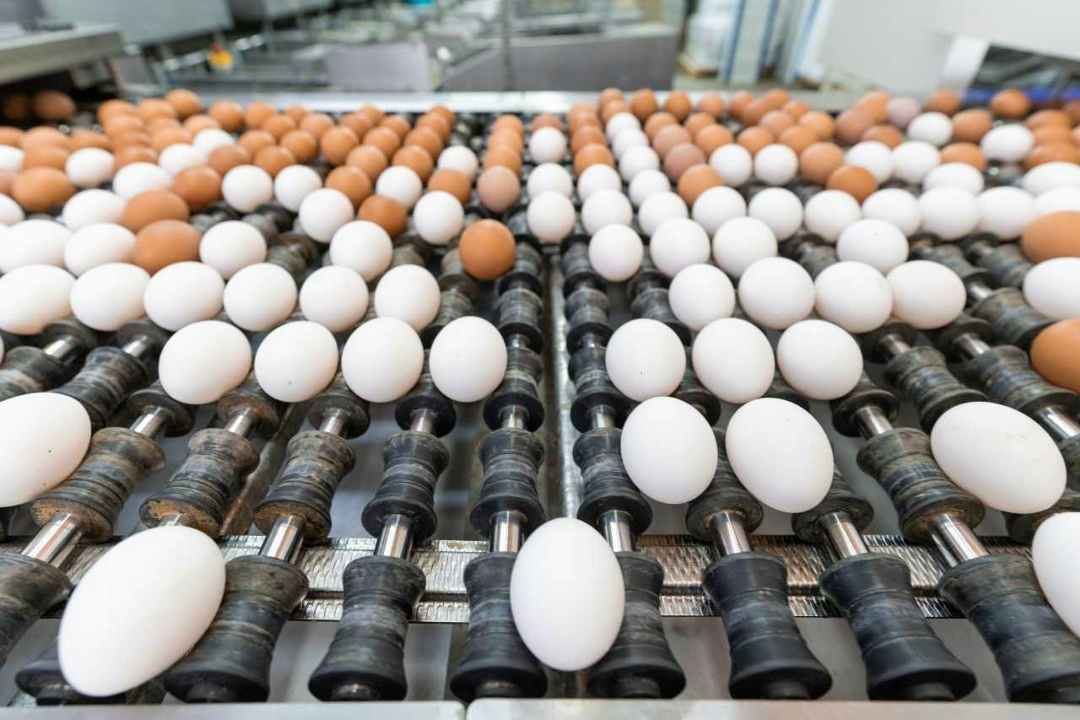 «Сибагро» сообщила, что планирует увеличить производство пищевых яиц на птицефабрике в Томской области на 60%, до 170 млн штук в год. Для наращивания…