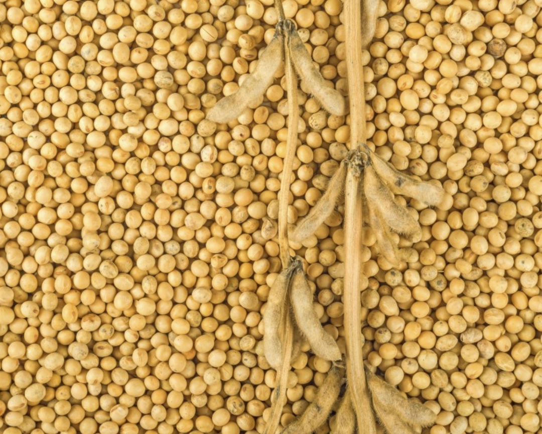 Россия и Китай в 2026 году намерены создать совместный селекционно-генетический центр по сое, сообщила в ходе правительственного часа в Госдуме министр…