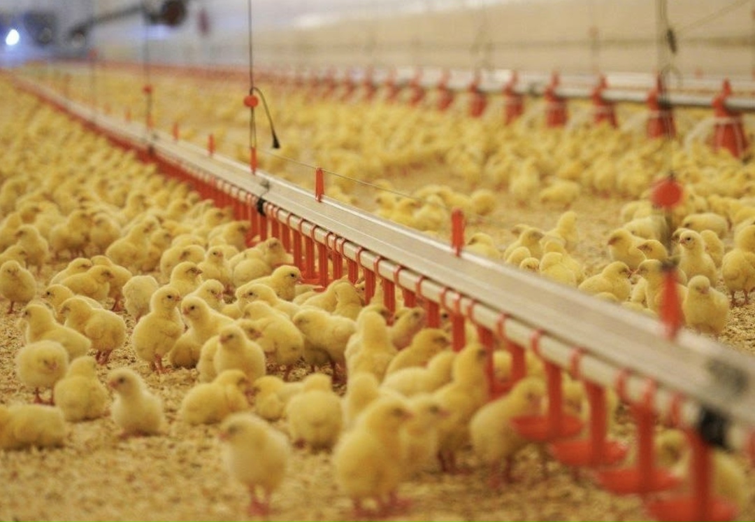 На предприятии «Продо Птицефабрика Сибирская» (группа «Продо») начался масштабный проект по модернизации производства. Он предполагает перевооружение…