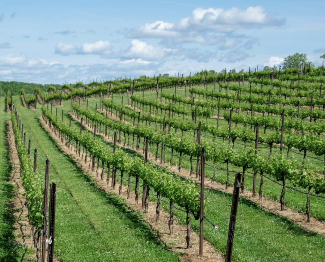 В этом году с июля по сентябрь Россельхознадзор обследовал 18,2 тыс. га виноградных насаждений (18,1% от общей площади) в рамках инвентаризации. Об этом…