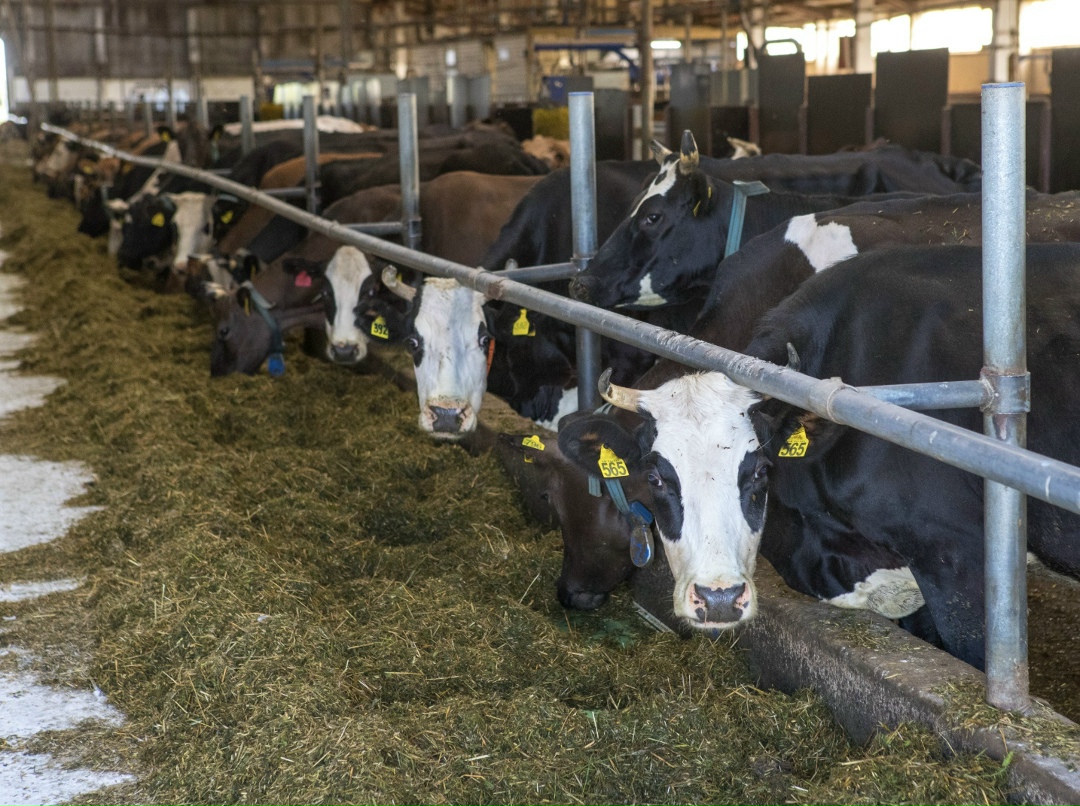 Рентабельность в молочном животноводстве по итогам прошлого года составила 28,6% без учета субсидии – это наивысший показатель за последние годы