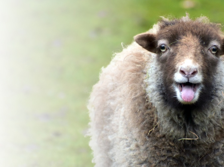 Больше рисков под контролем. Правила страхования сельхозживотных с господдержкой были расширены с 1 сентября — Журнал «Агроинвестор»