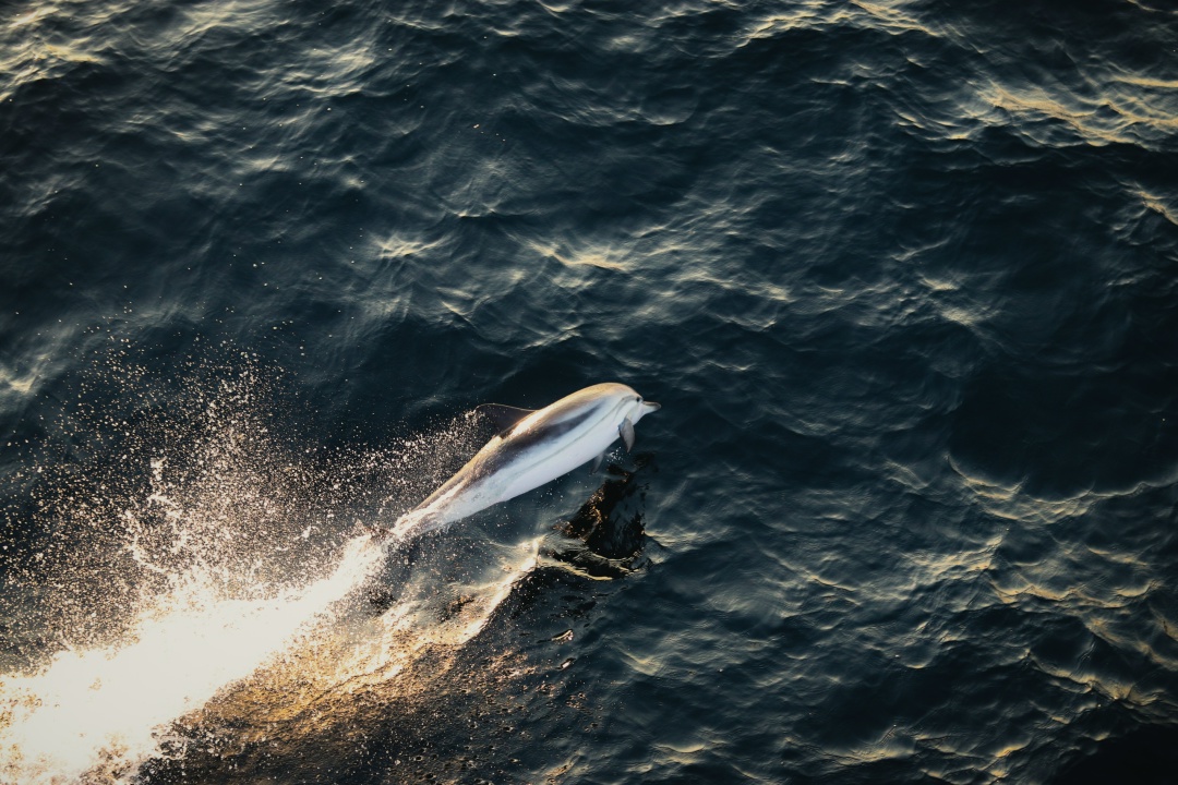 Наши моряки талантливы во всем! Помните, мы делились впечатляющим видео от практиканта Никиты Мальцева