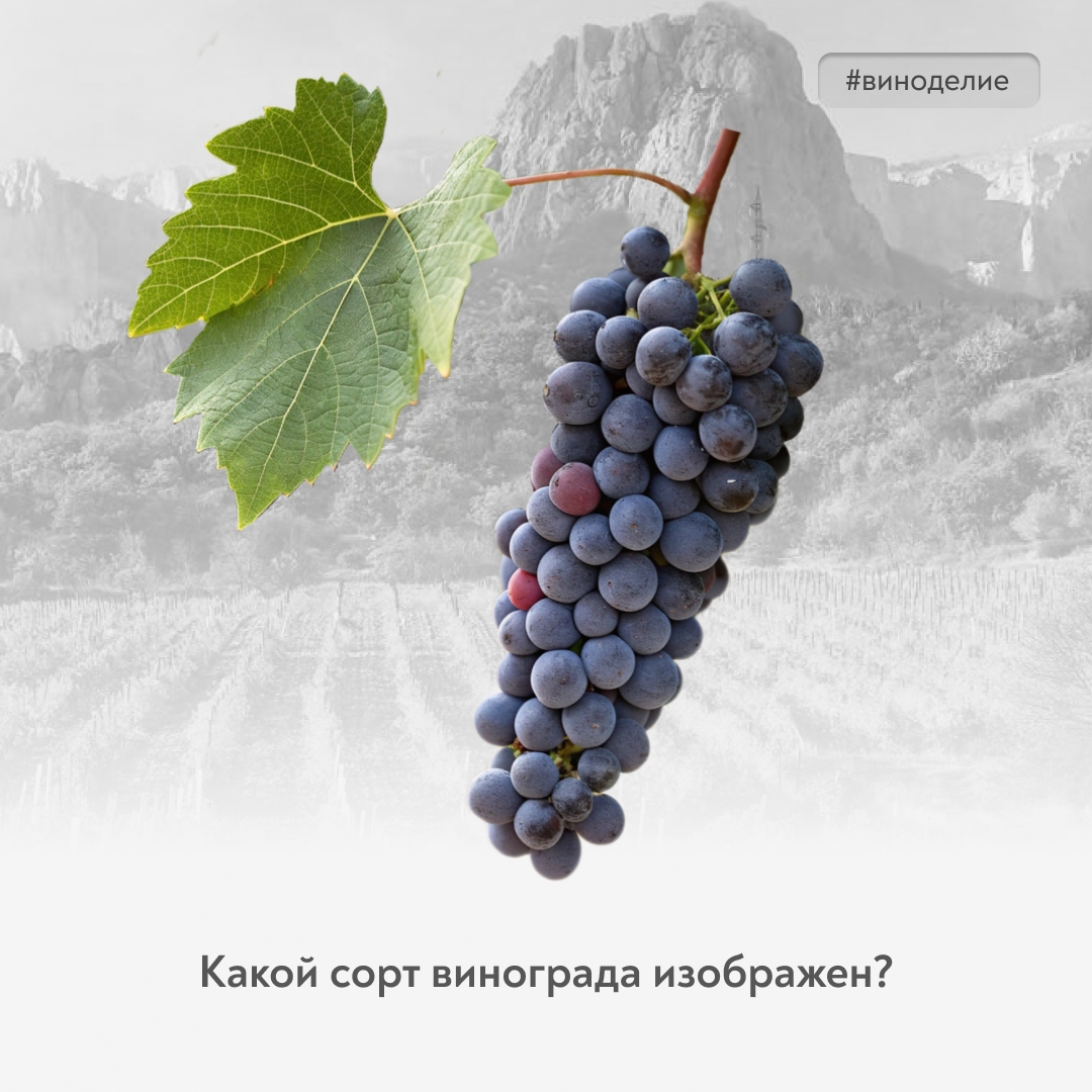 Сорт, который знают все В рубрике #винный_квиз – сорт, который полюбился российским виноградарям и ценителям мягких, фруктовых красных вин. Узнаете его?