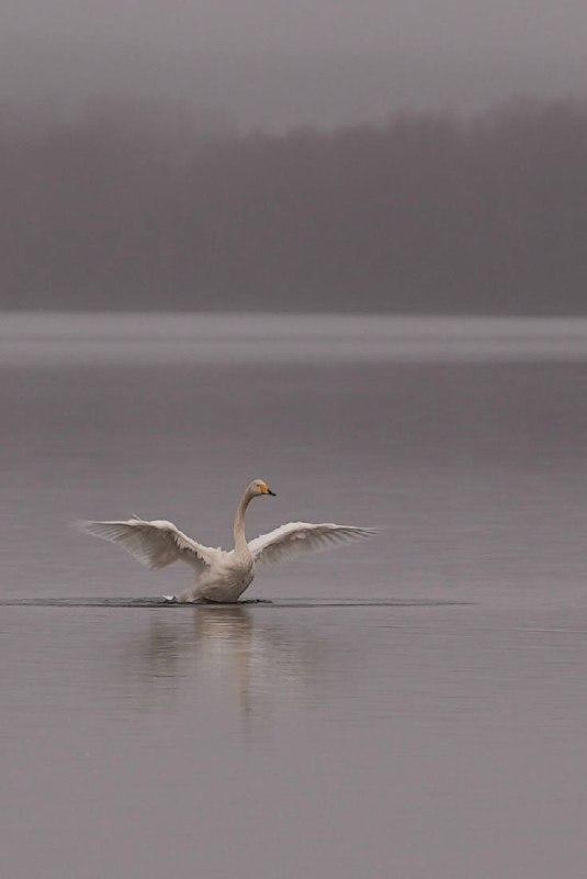 «Присели на дорожку»: полсотни лебедей приземлились на озере Куэтсъярви