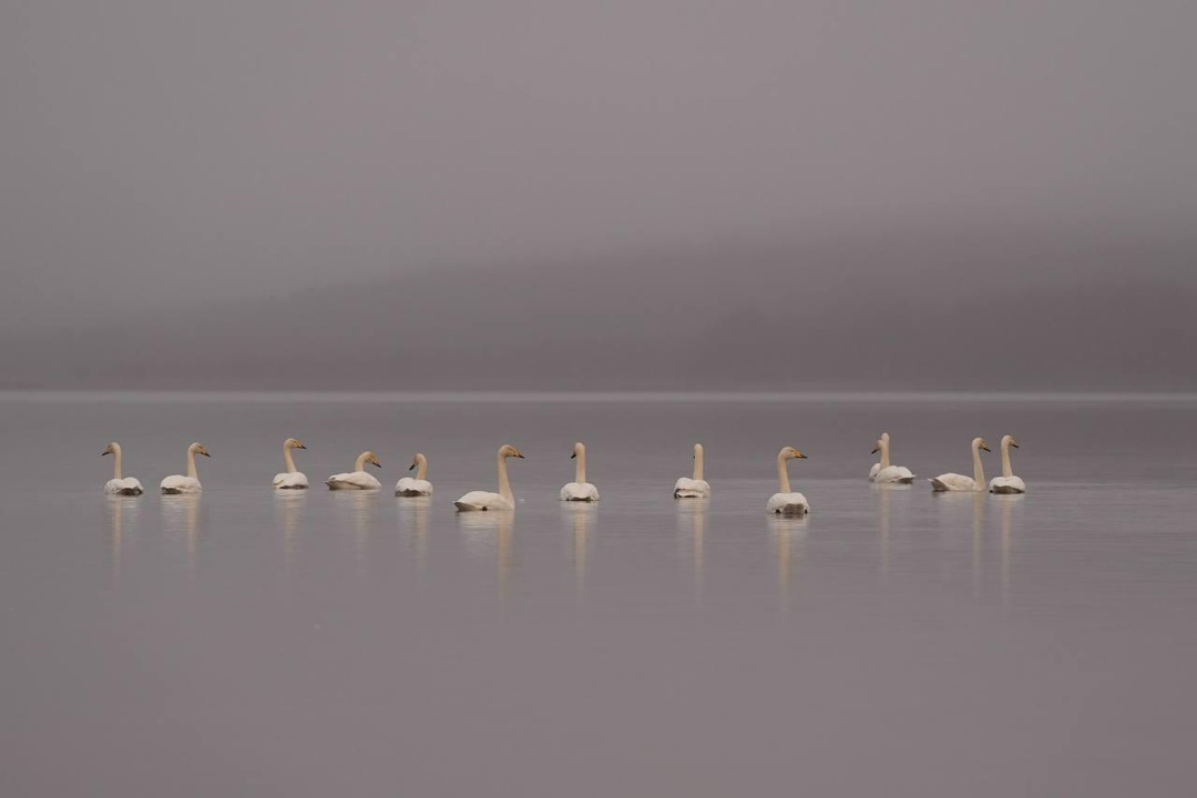 «Присели на дорожку»: полсотни лебедей приземлились на озере Куэтсъярви