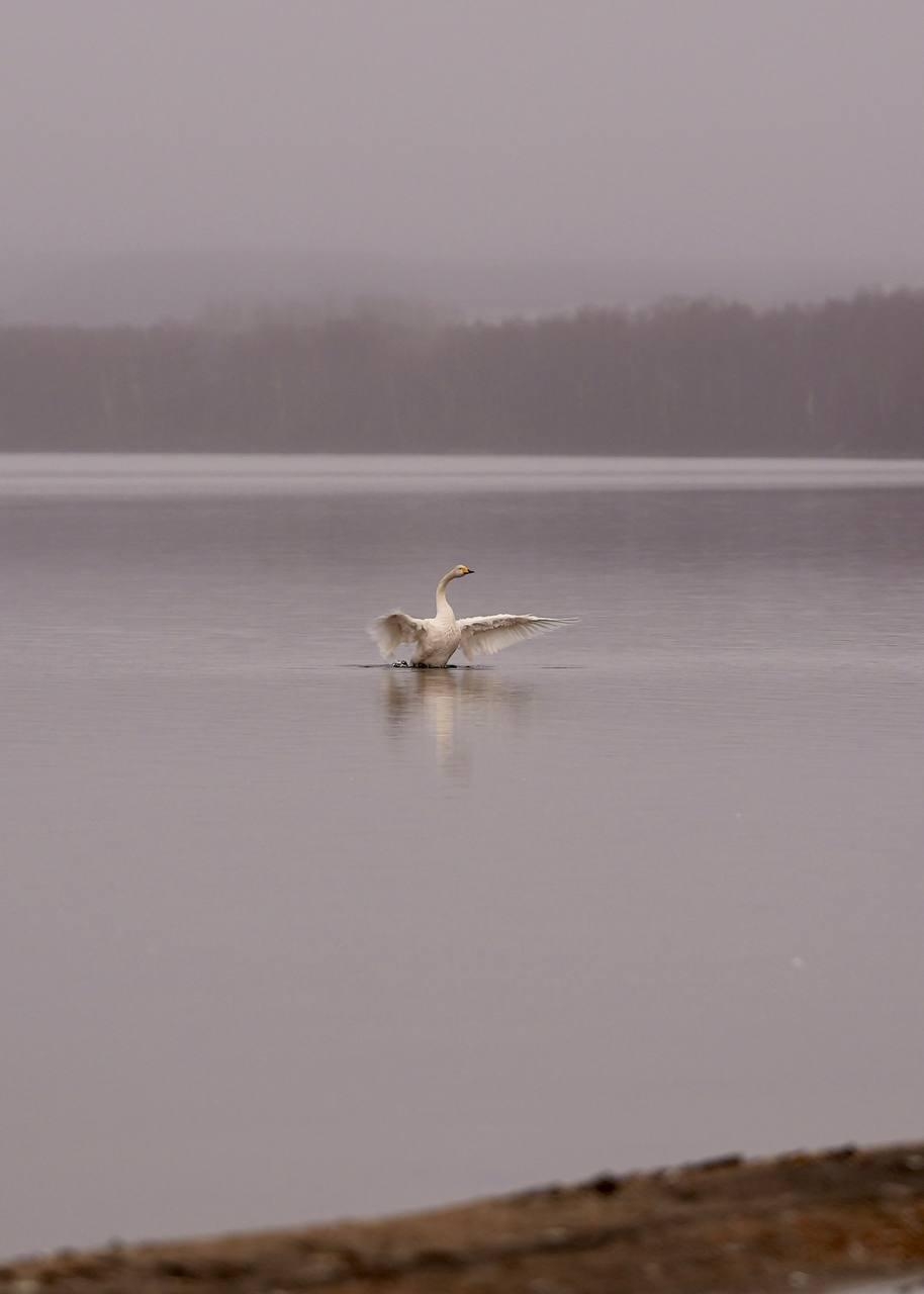 «Присели на дорожку»: полсотни лебедей приземлились на озере Куэтсъярви