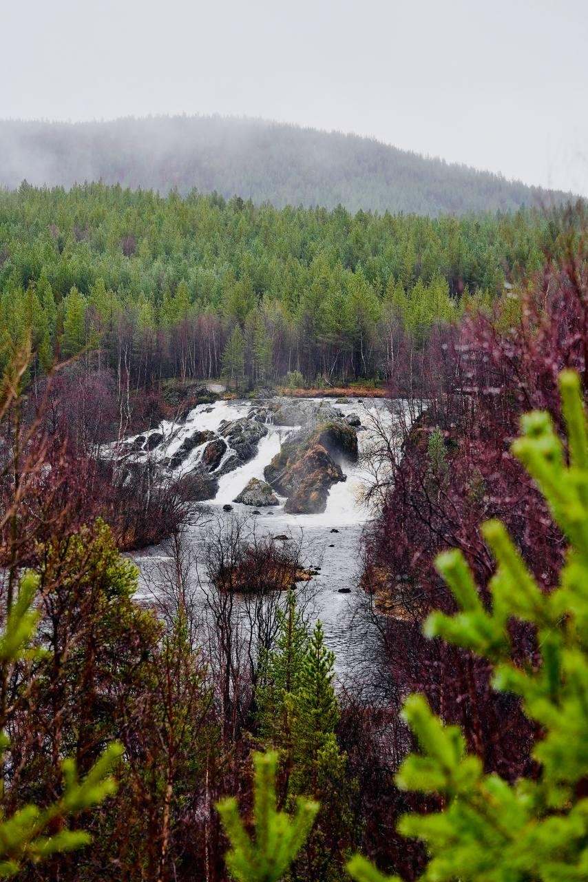 «Присели на дорожку»: полсотни лебедей приземлились на озере Куэтсъярви