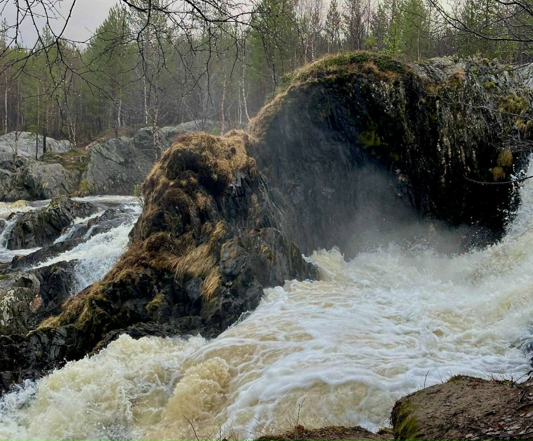 «Присели на дорожку»: полсотни лебедей приземлились на озере Куэтсъярви